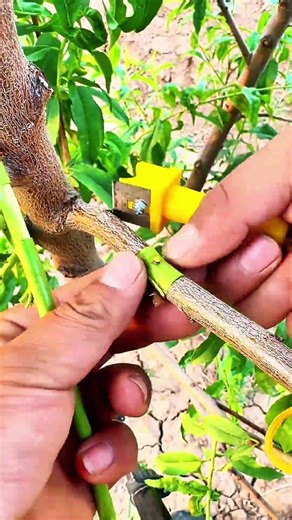 Bark grafting