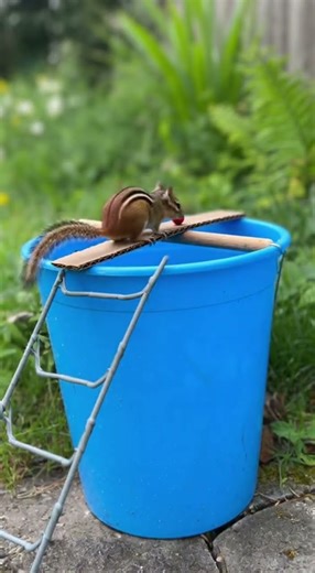 🤯 Genius Trap! 100% SUCCESSFUL Chipmunk Flip-Flop Bucket Trap!