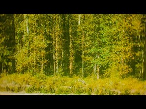 4K Summer Forest Nature Sounds | Wind in Trees & Birds Chirping ASMR (No Music)