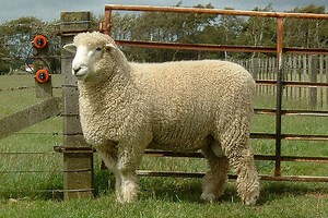 The need for easy care sheep