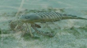 An animation of prehistoric Eurypterus (Sea Scorpion) and Trilobites on a Silurian Period seafloor 418 million years ago. Eurypterids are extinct arthropods related to spiders.