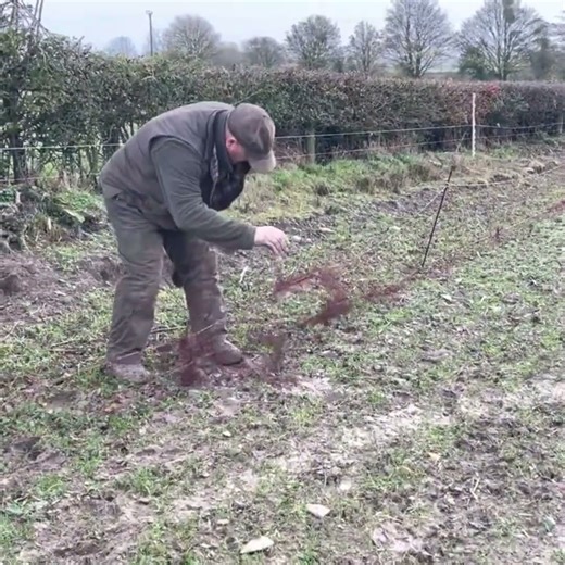 Catching rabbits using ferrets - Ferreting- rabbit hunting
