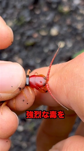 ムカデの毒はどこにあるの？？ #生物 #ムカデ
