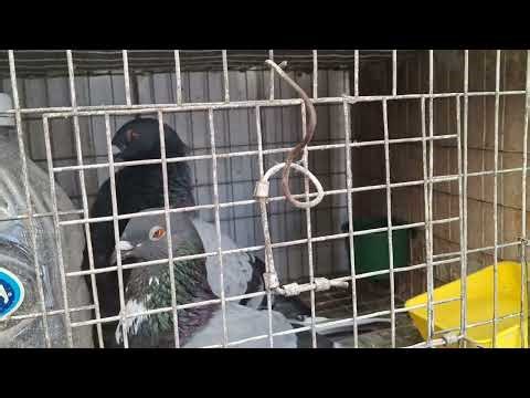 PIGEON-RIDING WITH LAZARO THE PIGEON OWNER. A COLLECTOR OF OLD PIGEONS. Thanks a million to Ruben...