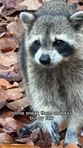 Raccoon Island