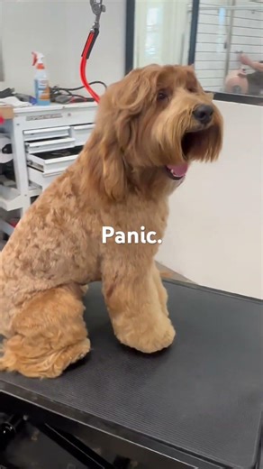 Teaching dog CPR, message me for details. Both in person and online. #dogcpr #cpr #dogs #fyp