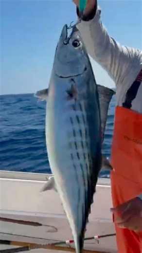 Epic 10lb+ Bonito Foamer 40 Miles Offshore! Ensenada Baja 🎣🔥🇲🇽