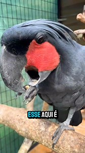 Cacatua mais rara do planeta #reels #superreels | Documenta Animal