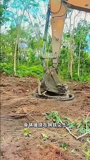 Excavator and python in the deep forest #animals #encyclopediapassword #wildlife