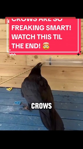 Crows' Incredible Intelligence Revealed in Action