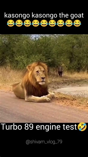 One beast. Zero fear. 100% wild energy🐗🤣