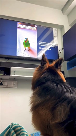 German Shepherd dog Training & Playing #dog #leofucarev #puppy #germanshepherd #gsdpuppy #viralvideo