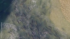 Salmon swimming upstream in shallow water during spawning season, aerial view
