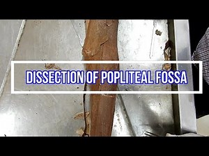 Dissection of Popliteal Fossa
