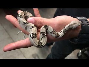 Baby Colombian Red Tailed Boas at LLLReptile