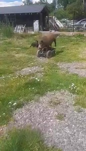 18K views · 301 reactions | Pointer train karan da nawa tariqa chek karo #nainch #ch #shouq #shikar #teamch | Amra Hunting Group | Facebook