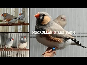 Zebra finch English blood line jumbo size finch | zebra finch 2023 | finch | finches