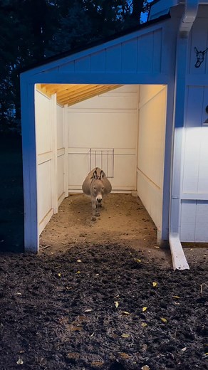 280K views · 6.2K reactions | Cupcake the Donkey 𢡊療 #farmlife #farm #cute #donkey #animals | Fluffy Feather Farm | Facebook