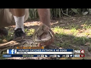 Female Python and her 40 eggs captured in the Everglades