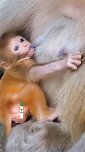 1.8K reactions · 94 comments | Super hungry baby monkey nurses from both sides like a tiny tornado! #cute #monkeys #viralvideo | Monkey Vidz | Facebook