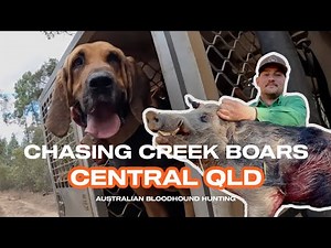 CHASING CREEK BOARS | CENTRAL QLD // Australian Bloodhound Hunting