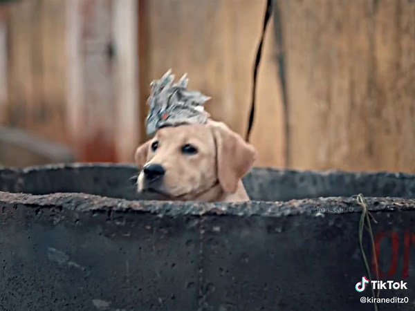 Heartwarming Moments with Street Dogs | Dog Lover Video Compilation