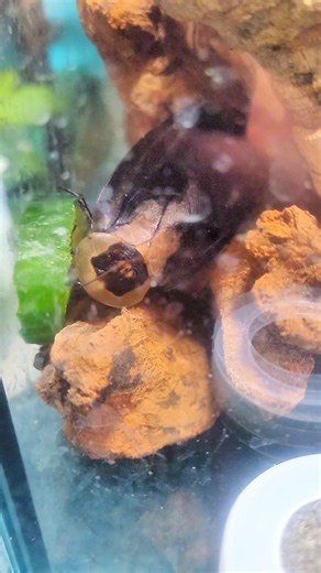 Feeding A gargantuan Cockroach #pets #insects #animals #invertebrate #life #cute
