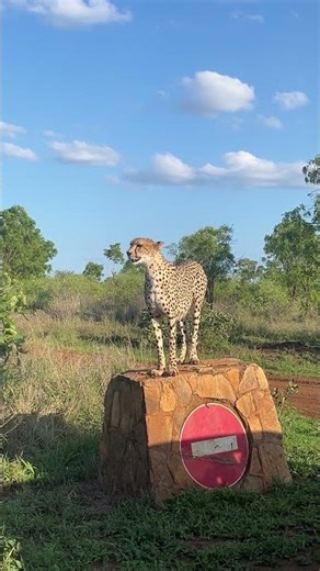Cheetah on the lookout !