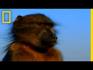 Hungry Monkey | National Geographic