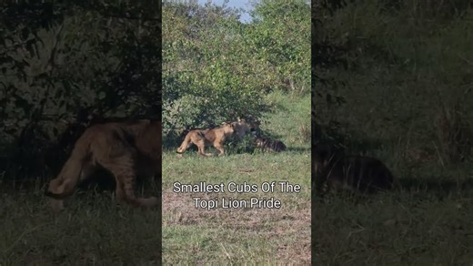 Lions roam Maasai Mara plains in stunning wildlife sighting