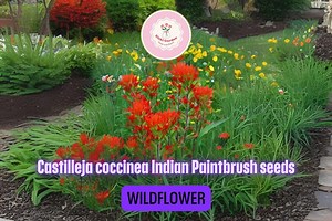 Indian Paintbrush Seeds – 2 Packs of 300 Castilleja Coccinea | Bright Red Native Perennial Wildflower for Pollinator Gardens - Etsy