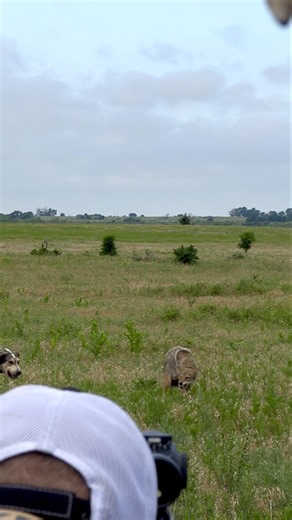Coyote almost came too close. #foxpro #coyote #hunting #wildlife #shorts