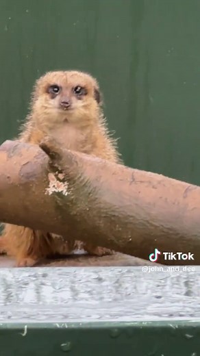Discover the Meerkats at Confused.com