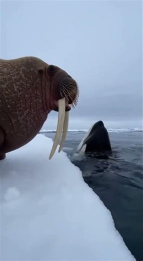 Walrus Tusking: Ice Drama with Orca Encounter