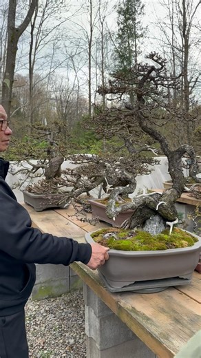 A visit from a world class bonsai expert Suthin Sukosolvisit is a talented Boston-based bonsai artist that came to the US from Thailand at 17 years old. He has been practicing bonsai since he was 15 years old experimenting with ficus, bougainvilleas and other tropicals. He travels extensively throughout the world teaching his passion and he specializes mostly with conifers at his studio @suthinbonsaistudio #LarchBonsai #InternationalBonsai #AmericanBonsai #CanadianBonsai #BonsaiMaster #BonsaiSoc