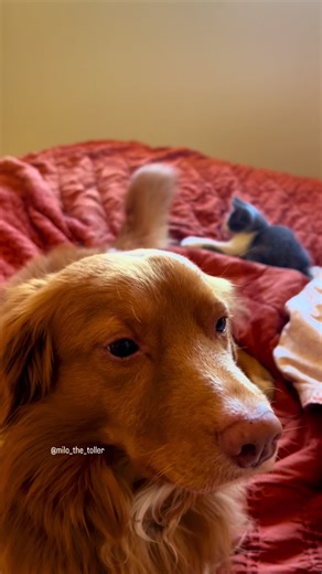 Cat got your tail?!? #dogsandcatslover #dogandcat #cuteanimals #funnydog