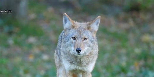 Keeping your pets safe during coyote mating season