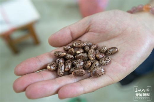 新丝路 新青年｜李文昌：境外推广种植蓖麻，为国内产业发展提供稳定原料