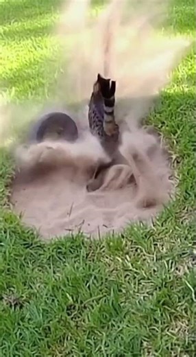 Cat vs Giant Snake—Shocking Backyard Battle Caught on Camera! 🐍🐱