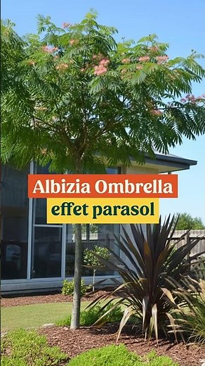 Albizia Ombrella: The perfect flowering tree for creating shade