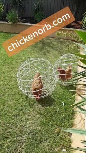 chicken orb is garden accessory, foraging chicken enclosure. #chicken#chicks#gardening g