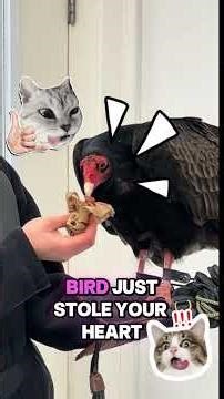 Turkey Vulture: The Most Chaotic Bird Alive 😭