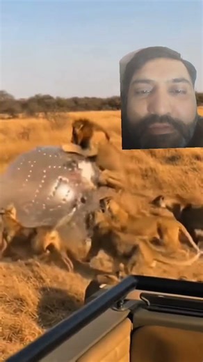 Lion attack exe is in action MrNo Fear #animals #lion wildlife