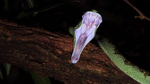 SNAKE RESCUE CALL - DOCUMENTARY BY LIVING ZOOLOGY AND SAVE THE SNAKES The World Health Organization estimates that between 81,000 and 138,000 people around the world die each year from snakebite. Almost half of the incidents happen in India. Living Zoology film studio, founded by Matej Dolinay and Zuzana Dolinay, and Save The Snakes organization will present a fascinating wildlife documentary in 2019. How can people live with spectacled cobras, king cobras or Russell's vipers? Wait for this film