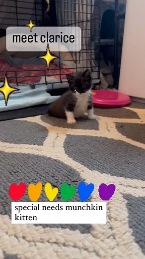 11K views · 205 reactions | meet CLARICE✨ she is a special needs...