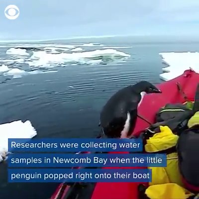28K views · 534 reactions | POPPING PENGUIN: Researchers in Antarctica were surprised by a little penguin who popped right up on to their boat for a quick visit.  (via CBS News) | NewsChannel 5 Nashville | Facebook