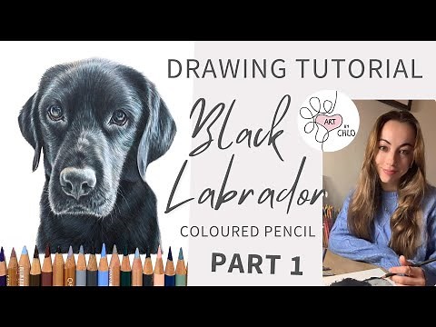 How to Draw a Realistic Black Labrador | Step-by-Step Coloured Pencil Tutorial | Part 1 🎨