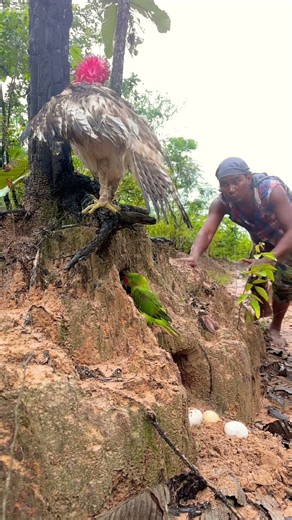 Amazing Video 01: A man encountering an eagle, parrot and the turtle are in the same place. #shorts