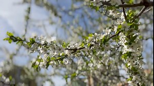 white flowers with young green leaves on cherry branches in the garden in spring, The concept of a spring screensaver on a computer or on a phone