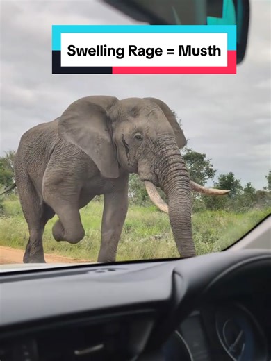Understanding Musth: The Rage of Bull Elephants